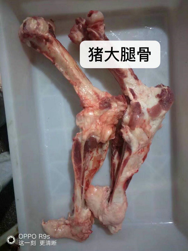 猪大腿骨